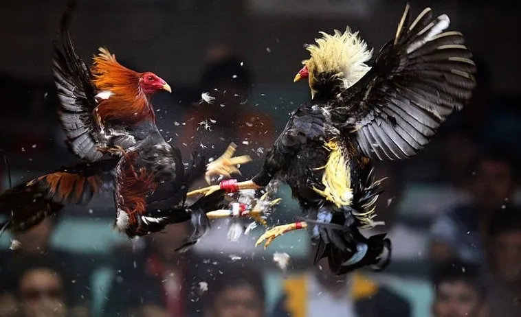 Bí Kíp Và Cách Chơi Đá Gà Sabong Tại Vui123 Thắng Lớn